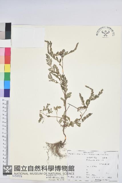 葉下珠、珠仔草藏品圖，第1張