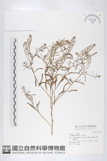 獨行菜藏品圖，第1張