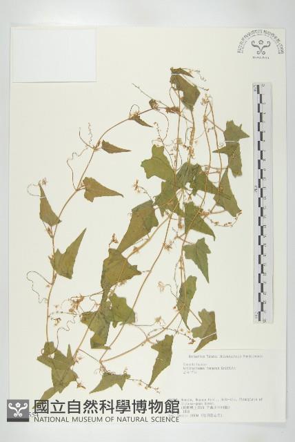 合子草藏品圖，第1張