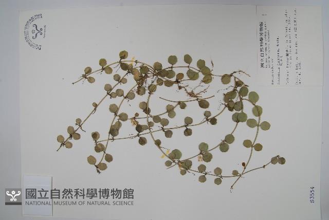 風不動藏品圖，第1張