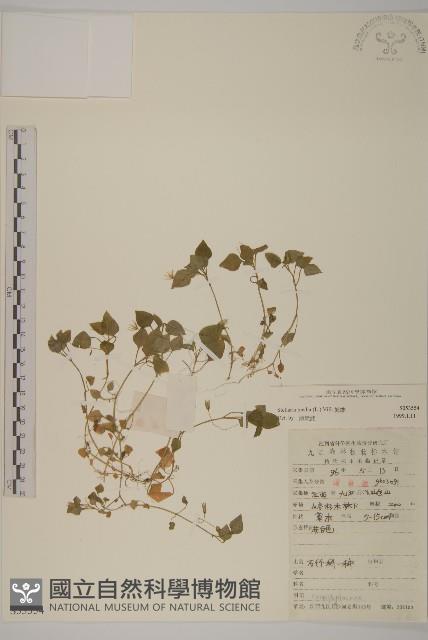 繁縷藏品圖，第1張