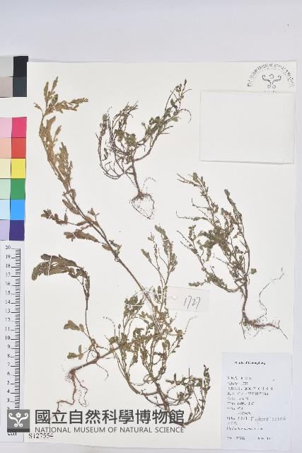 葉下珠、珠仔草藏品圖，第1張