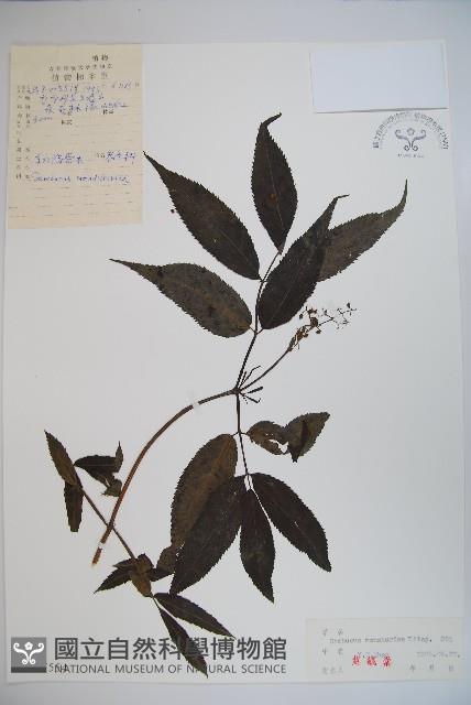 東北接骨木藏品圖，第1張