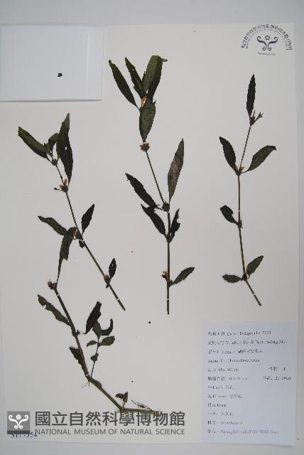 柳葉水蓑衣藏品圖，第1張