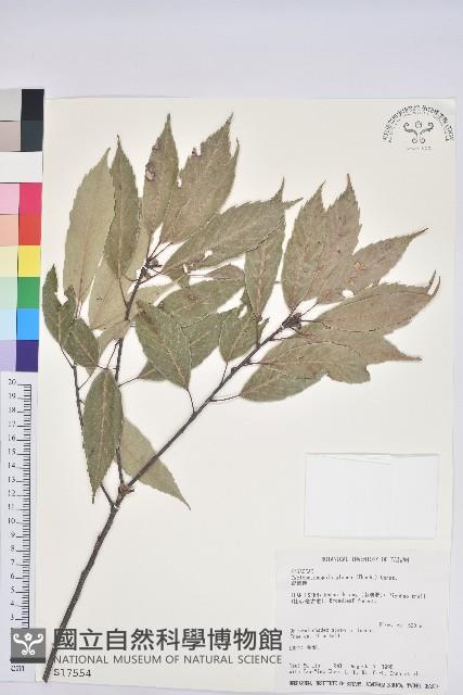 青剛櫟、鐵椆藏品圖，第1張