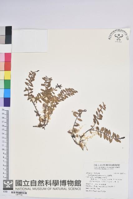 高山白珠樹藏品圖，第1張