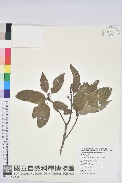 青剛櫟、鐵椆藏品圖，第1張