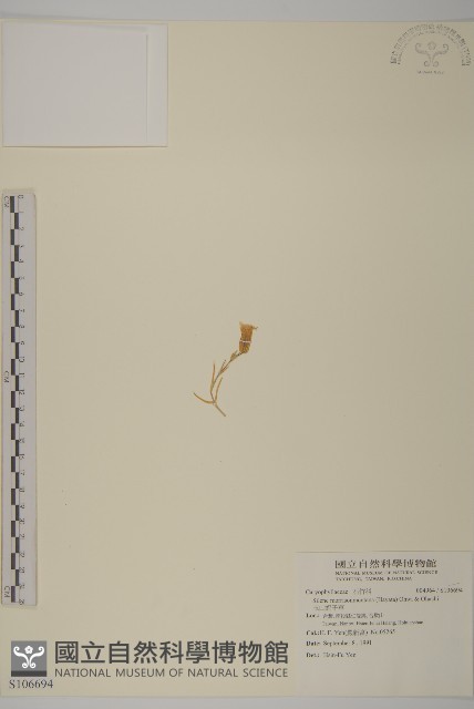 玉山蠅子草藏品圖，第1張