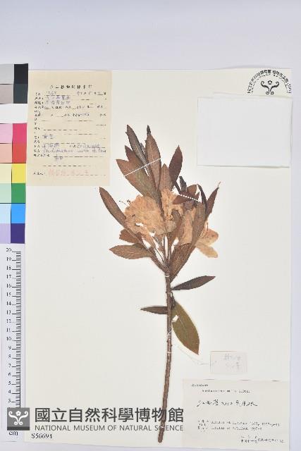 羊躑躅藏品圖，第1張