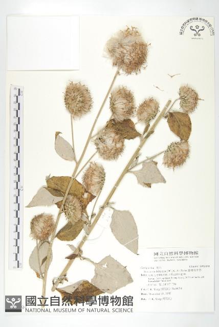 臺灣青木香藏品圖，第1張