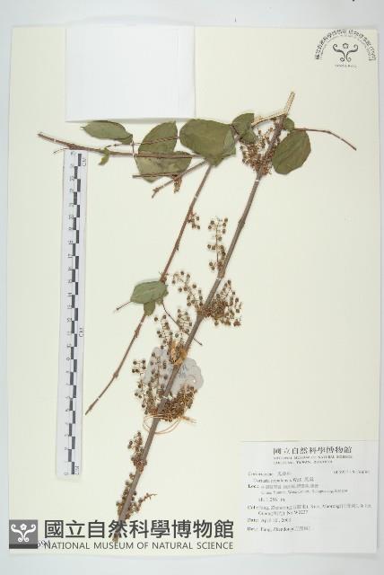 馬桑藏品圖，第1張