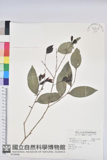 交力坪鐵色藏品圖，第1張