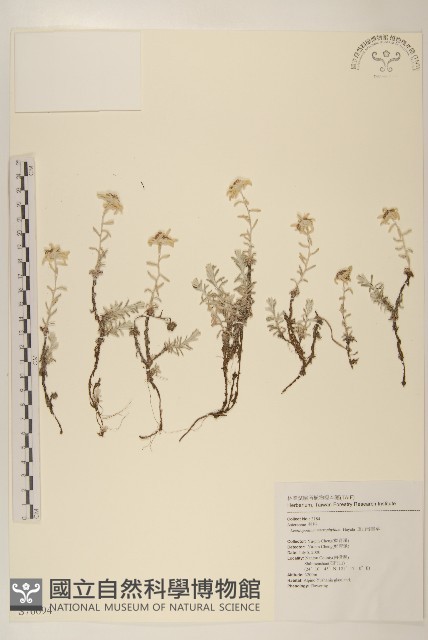 玉山薄雪草藏品圖，第1張