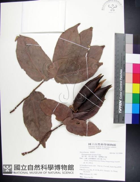 翅子樹、裡白翅子樹、臺灣翅子樹藏品圖，第1張