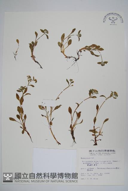 南湖附地草藏品圖，第1張