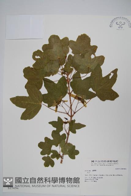 登錄號:S025694藏品圖，第1張