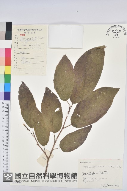 白木烏臼藏品圖，第1張