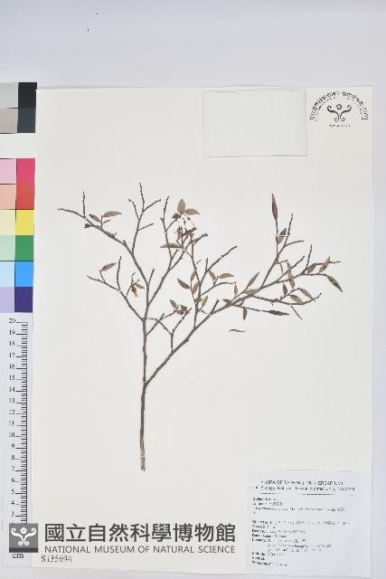 毛蕊花藏品圖，第1張