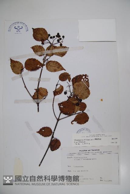 樺葉莢迷、玉山莢迷藏品圖，第1張