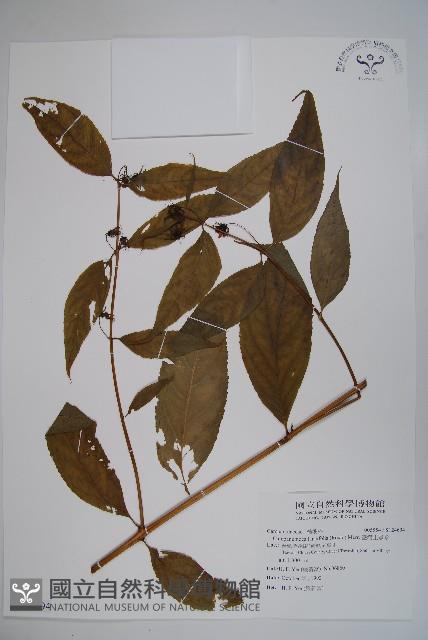 臺灣土黨參藏品圖，第1張