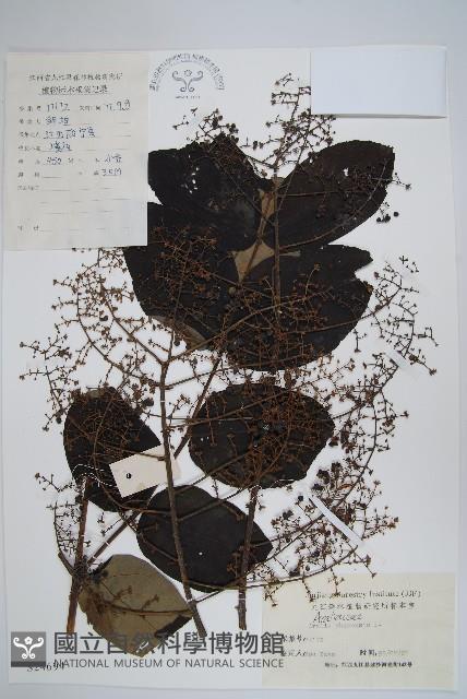 蔥木藏品圖，第1張