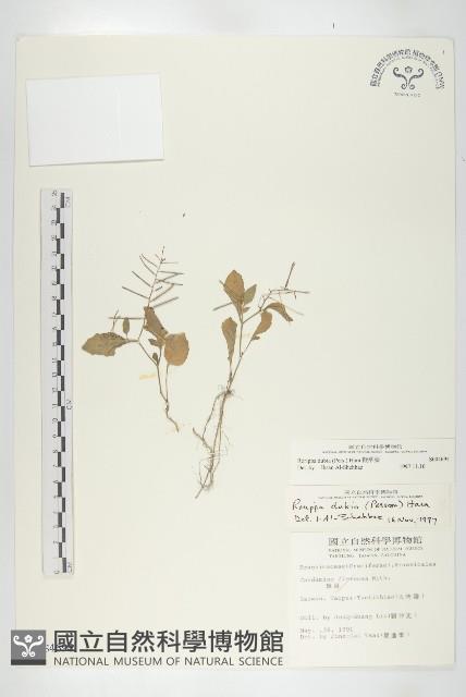 小葶藶藏品圖，第1張