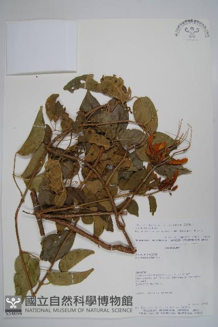 炮仗花藏品圖，第1張