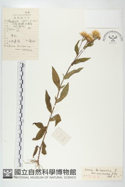 毛旋覆花藏品圖，第1張