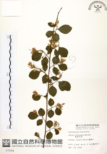 烏皮九芎、奮起湖野茉莉藏品圖，第1張
