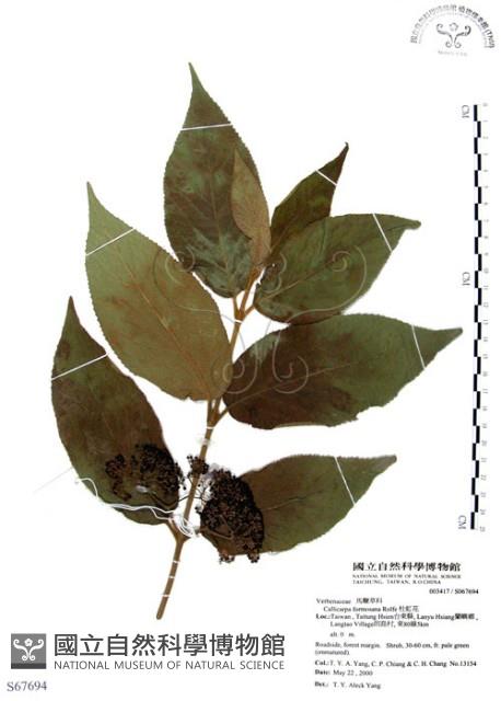 杜虹花，台灣紫珠藏品圖，第1張