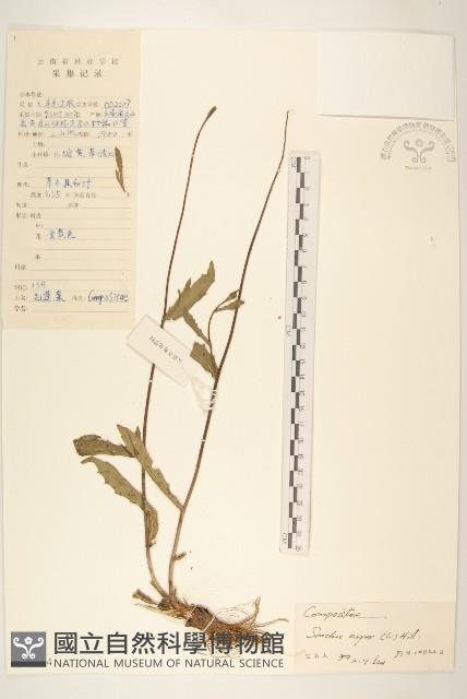 鬼苦苣菜藏品圖，第1張