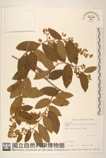 過山龍藏品圖，第1張