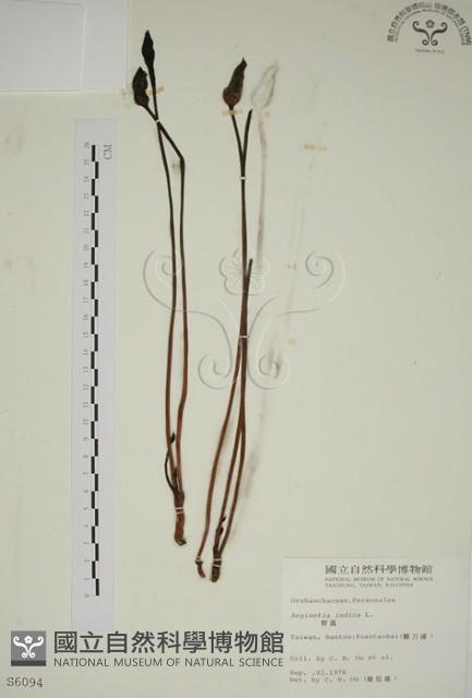 野菰藏品圖，第1張