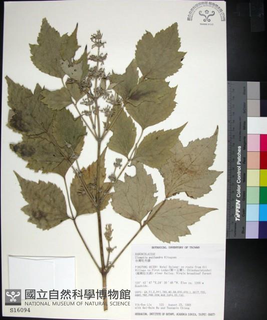 台灣牡丹藤、台灣草牡丹藏品圖，第1張