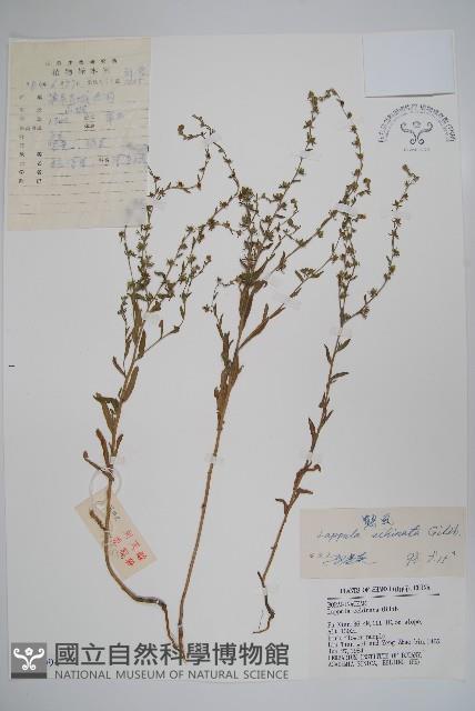 鶴蝨藏品圖，第1張