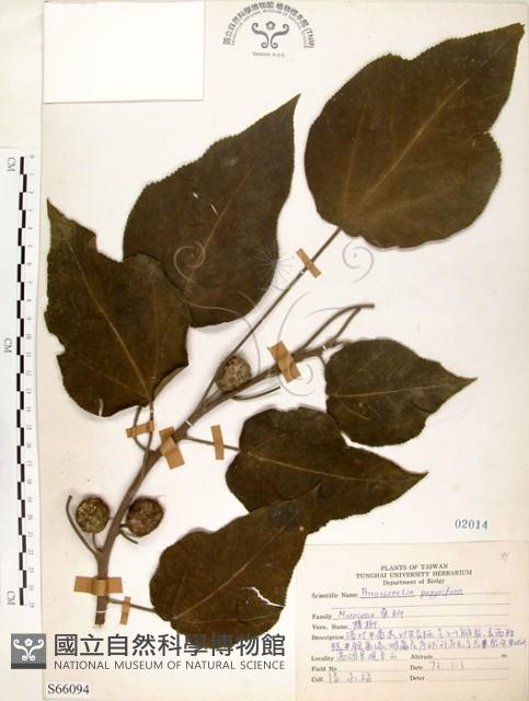 構樹藏品圖，第1張