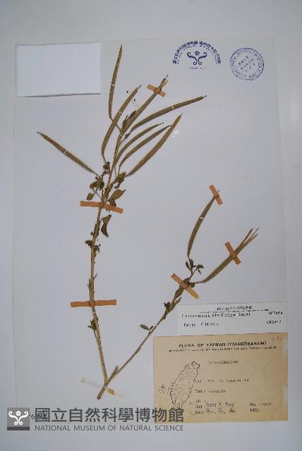 向天黃藏品圖，第1張