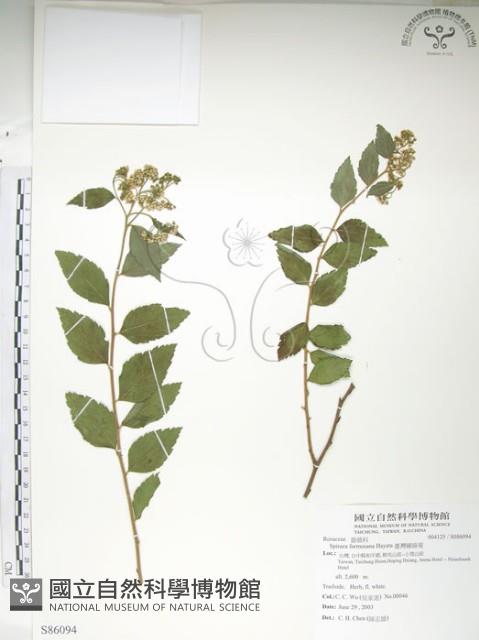 臺灣繡線菊藏品圖，第1張