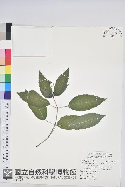 山靛藏品圖，第1張