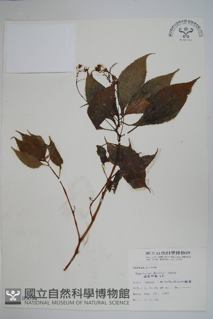 棣慕華鳳仙花藏品圖，第1張