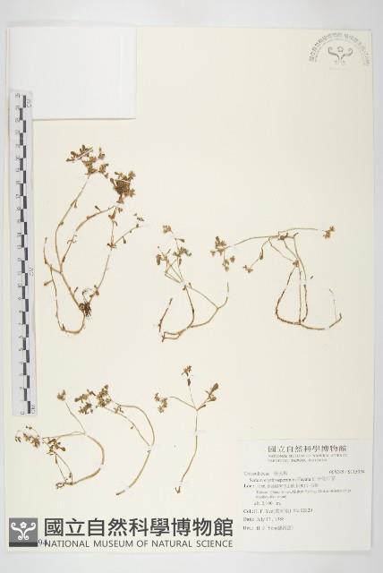 紅子佛甲草藏品圖，第1張