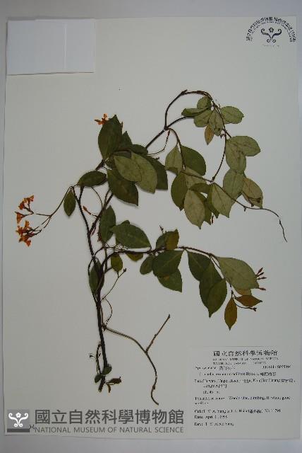 細梗絡石藏品圖，第1張