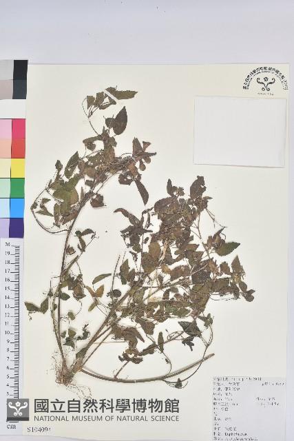 鐵莧菜藏品圖，第1張