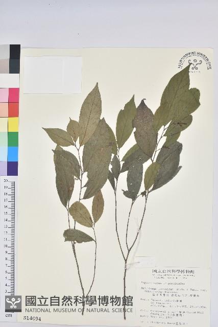 密花五月茶藏品圖，第1張