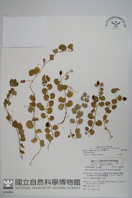 普刺特草藏品圖，第1張