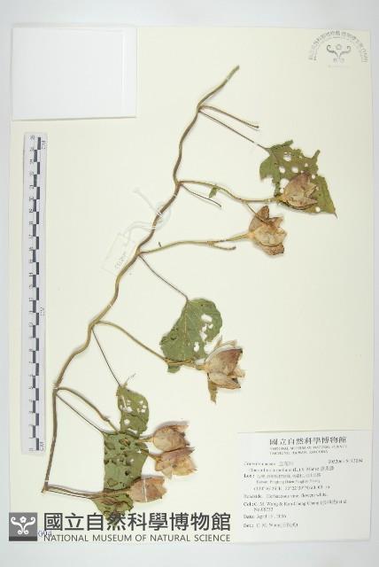 盒果藤藏品圖，第1張