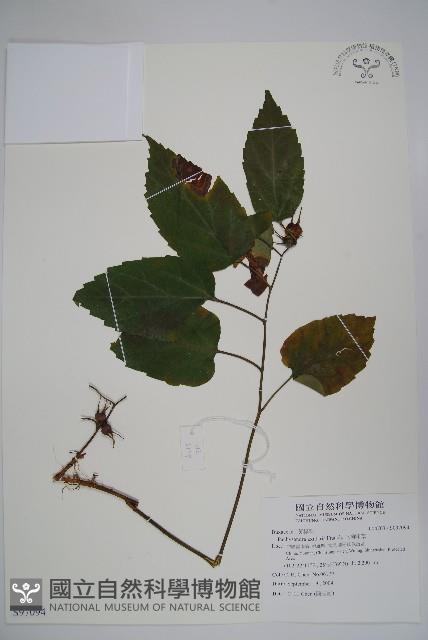 三角咪草藏品圖，第1張