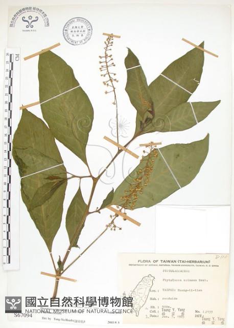 美洲商陸藏品圖，第1張