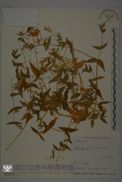 單蕊敗醬藏品圖，第1張