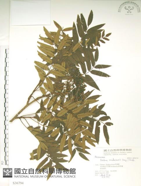 巒大花楸藏品圖，第1張